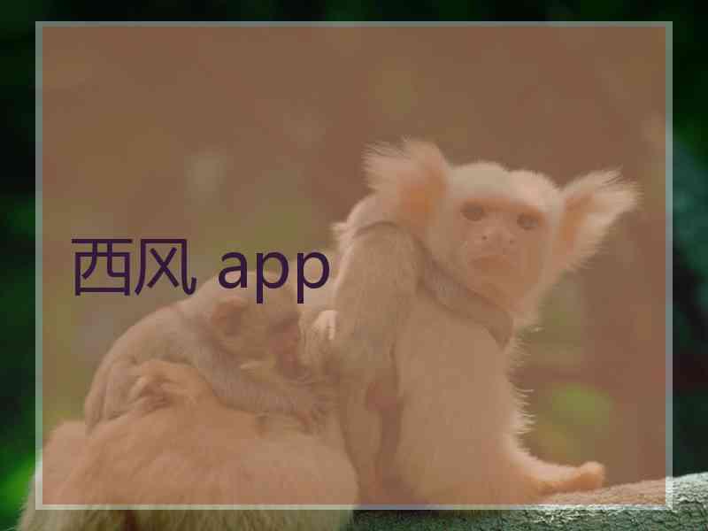 西风 app